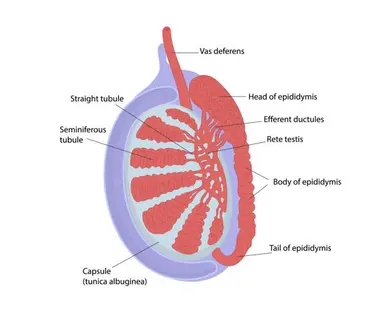 Two tubes **begin at the epididymides**, **pass through the inguinal canal and enter the ejaculatory duct** inside the prostate gland 