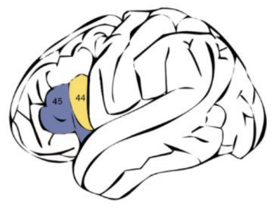 <p>A region in the brain responsible for language production.</p>