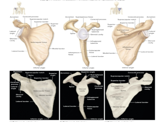 <p>Scapula</p>