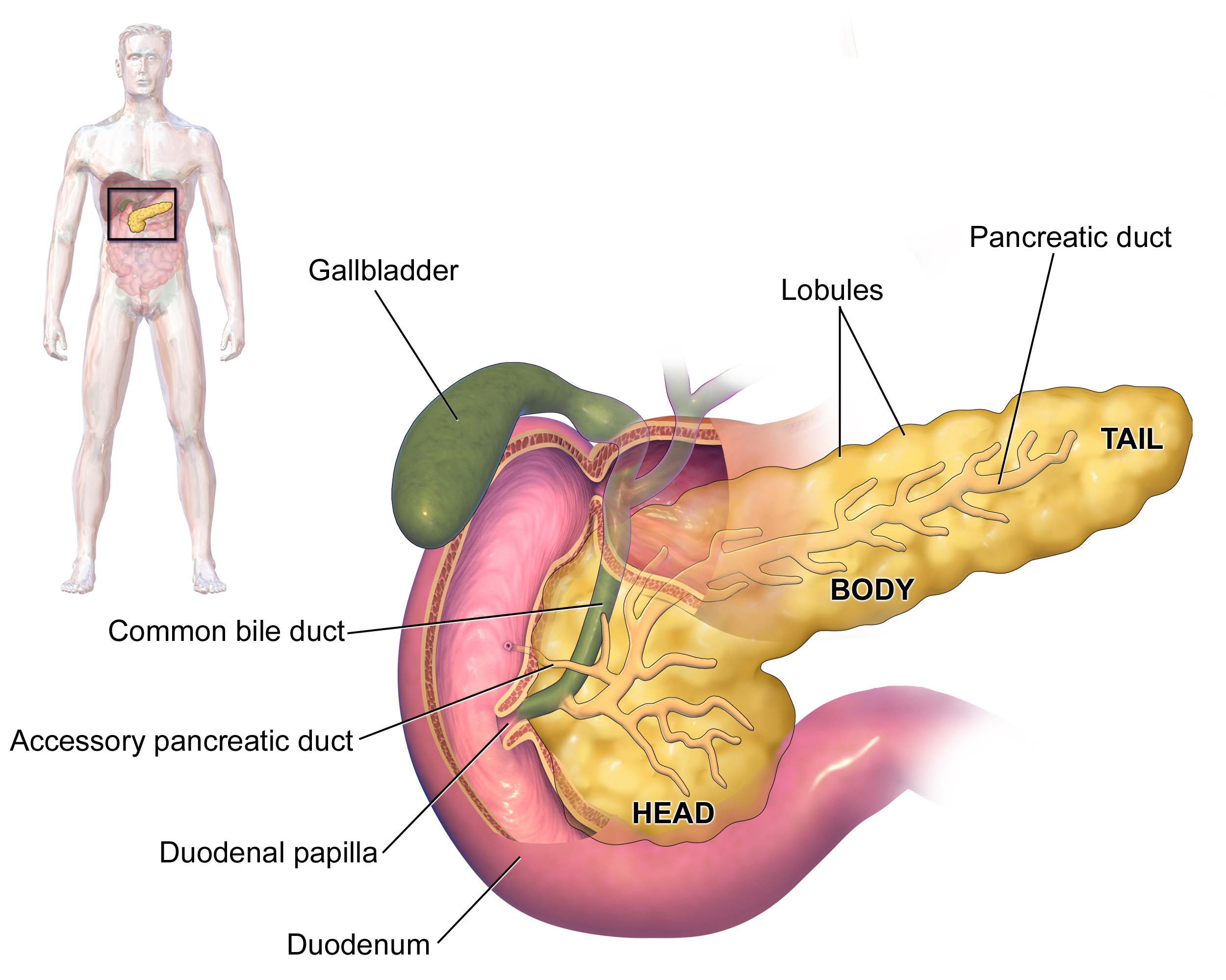 <p>Pancreas</p>