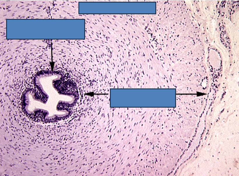 <p>Identify this structure</p>