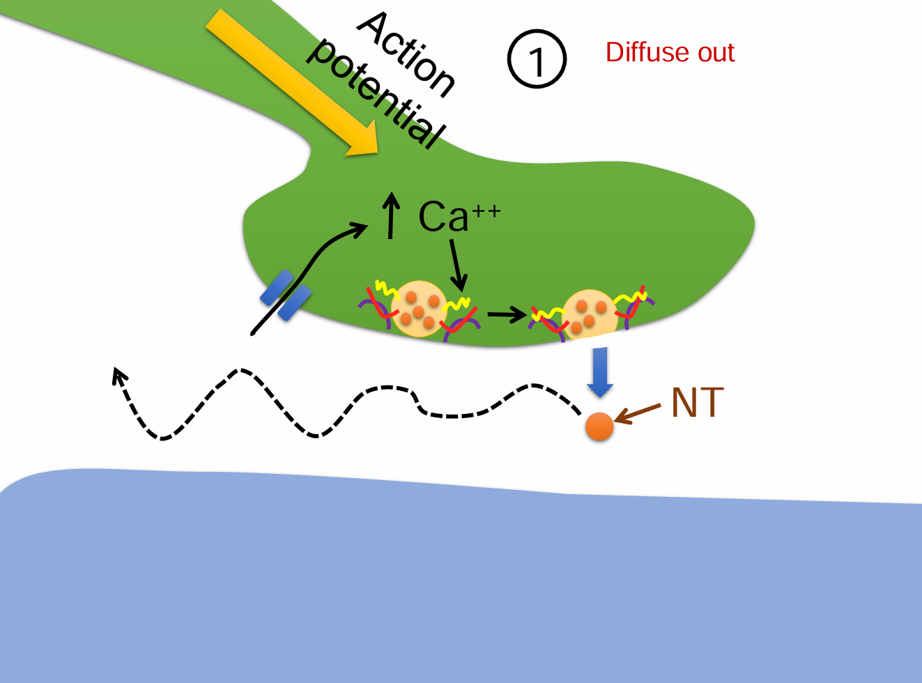<ol><li><p>An action potential triggers Ca²⁺ influx into the presynaptic terminal.</p></li><li><p>Neurotransmitters (NTs) are released into the synaptic cleft.</p></li><li><p>Instead of binding or being degraded, some NT molecules <strong>passively diffuse away</strong> from the synaptic cleft.</p></li><li><p>This process reduces neurotransmitter concentration and <strong>terminates signaling</strong>.</p></li></ol><p></p>