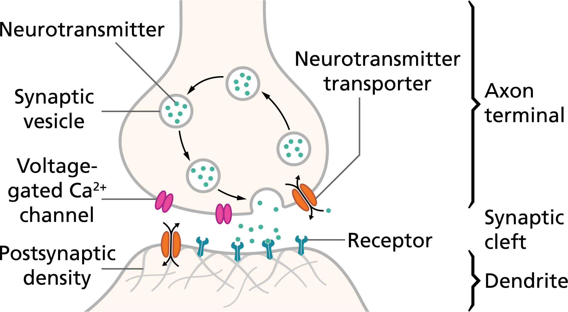 <p>The gap between neurons or receptors/effectors</p>