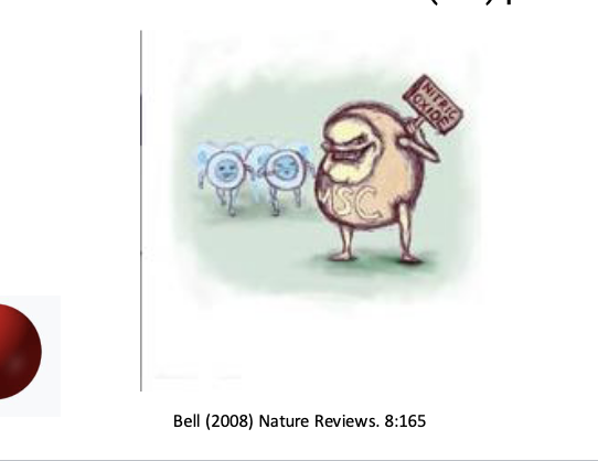 <ul><li><p>iPS cells can lead to tissue regeneration in damaged tissue but another additional reason that MSCs may be beneficial for MS is that they have <u>immunosuppressive activity</u></p></li><li><p>mechanism by which MSCs have immunosuppressive properties is NOT entirely understood but seems to involve a combination of <strong>nitric oxide (NO) production</strong> and <strong>chemokine secretion</strong></p></li><li><p>MSCs produce NO</p><ul><li><p>NO known to suppress T cell proliferation → suppress the immune system</p></li></ul></li></ul><p></p>