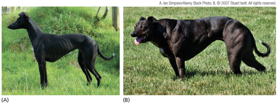 <p><span><span>signals to </span><em><span>prevent</span></em><span> growth of muscle cells</span></span></p><p><span><span>•Mutations lead to nearly un-controlled muscle growth</span></span></p><p></p>