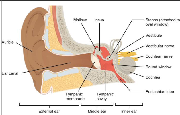 <ul><li><p>pinna/auricle</p><ul><li><p>part of ear on the sides of the head</p></li></ul></li><li><p>external auditory meatus-</p><ul><li><p> pinna channels sound waves, like a funnel into these</p></li><li><p><strong>cerumen(earwax)</strong>- canal has tiny hairs and this</p></li><li><p>tympanum, tympanic membrane, ear drum- EAM ends at a thin membrane</p><ul><li><p>sound waves striking the tympanum cause it to vibrate</p></li><li><p>tympanum separates the outer ear and the middle ear</p></li></ul></li></ul></li></ul><p></p>