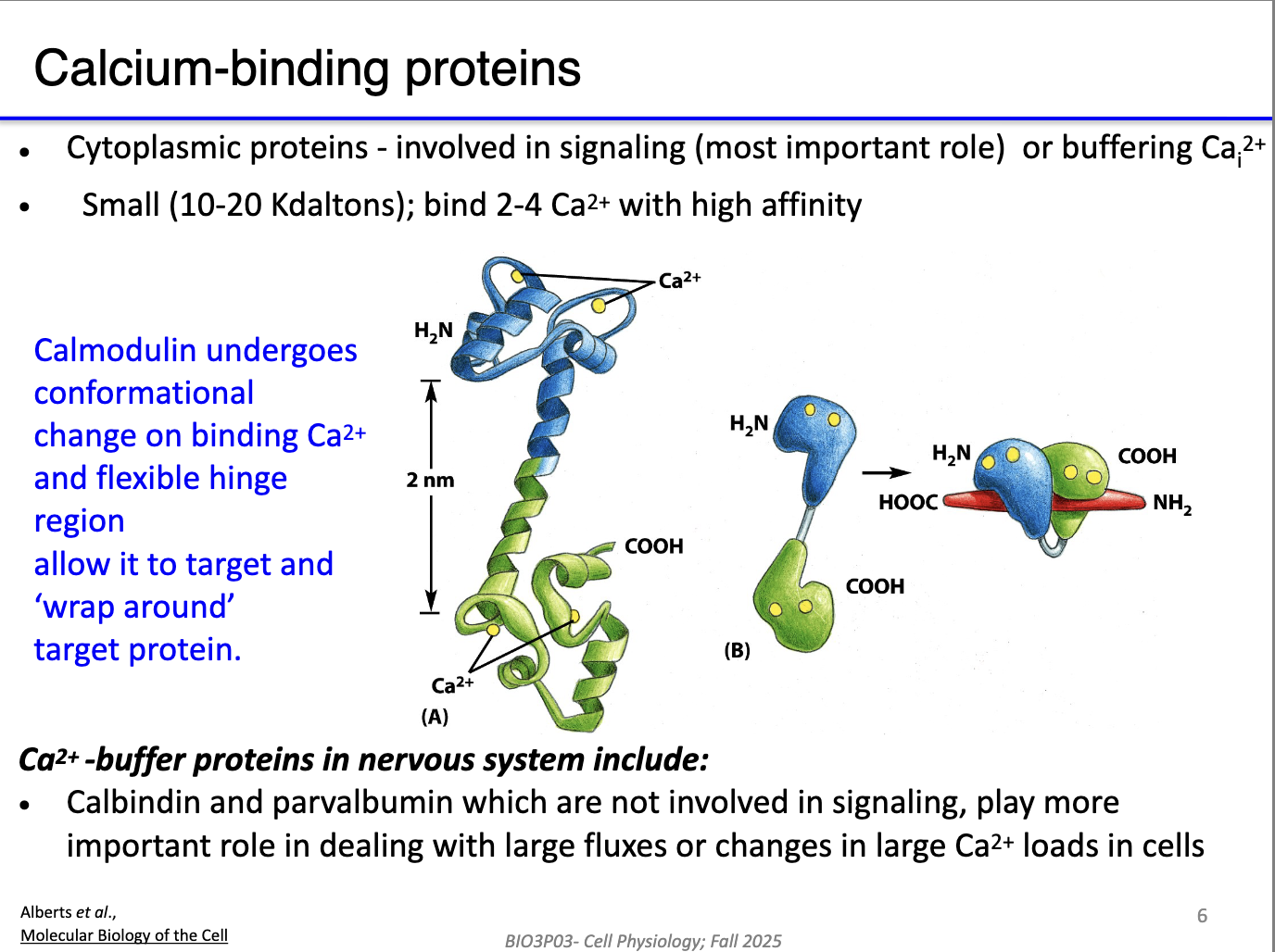 <ul><li><p class="isSelectedEnd"><strong><span>Calmodulin</span></strong><span>:</span></p><ul><li><p class="isSelectedEnd"><span>Monomer with two globular domains + hinge.</span></p></li><li><p class="isSelectedEnd"><span>Ca²⁺ binding → conformational change → wraps around target proteins → alters the protein activity.</span></p></li></ul></li><li><p class="isSelectedEnd"><strong><span>Ca²⁺ buffer proteins</span></strong><span> (e.g., calbindin, parvalbumin):</span></p><ul><li><p class="isSelectedEnd"><span>Bind Ca²⁺ quickly to </span><strong><span>reduce free Ca²⁺</span></strong><span>.</span></p></li><li><p class="isSelectedEnd"><span>Temporarily block Ca²⁺ from activating effectors.</span></p></li><li><p class="isSelectedEnd"><span>Speed the </span><strong><span>OFF reaction</span></strong><span> by limiting Ca²⁺ availability before pumps fully clear it.</span></p></li></ul></li></ul><p></p>