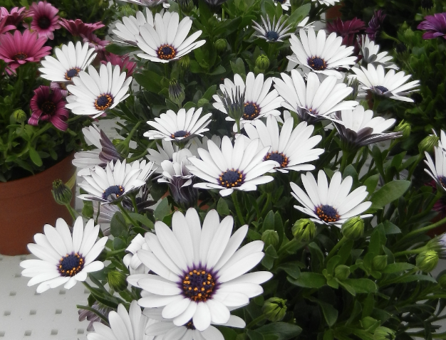 <p>Name This Flower</p>