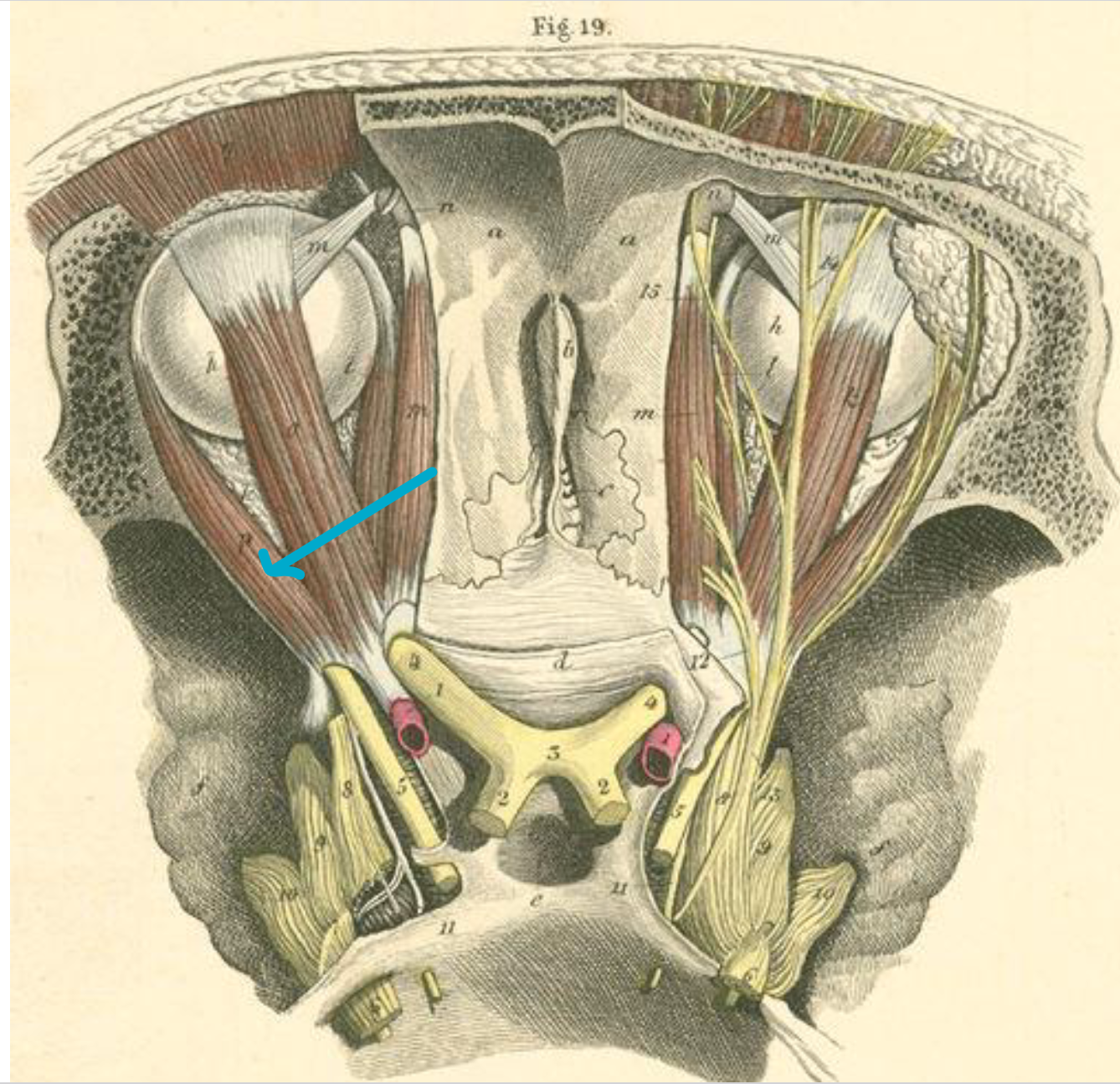 <p>what muscle</p>