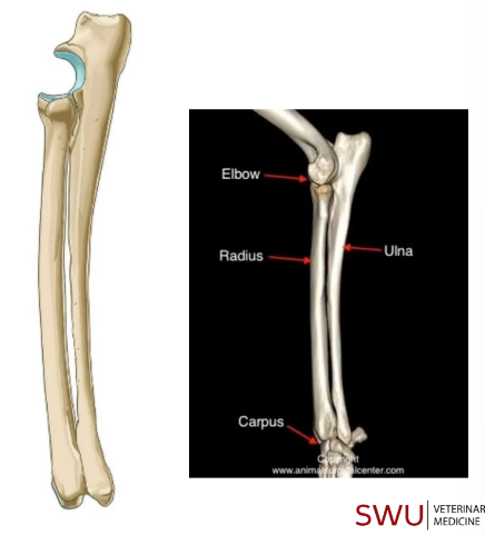 <p>• Both are bones of then antebrachium</p><p>• Radius is located medially while ulna projects laterally</p>