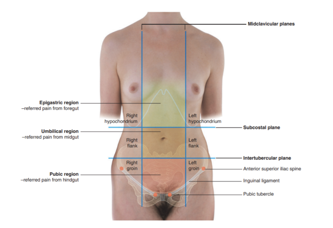 <ul><li><p>Divided into 9 regions by a midclavicular sagittal plane on each side, &amp; by subcostal &amp; intertubercular planes (passing through the body transversely) —</p><ul><li><p>3 central regions</p><ul><li><p>Epigastric, umbilical, pubic</p></li></ul></li><li><p>3 lateral regions </p><ul><li><p>Hypochondrium, flank, groin </p></li></ul></li></ul></li><li><p>These regions — important when discussing referred pain </p><ul><li><p>Pain from abdominal part of foregut — epigastric region </p></li><li><p>Pain from midgut — umbilical region</p></li><li><p>Pain from hindgut — pubic region </p></li></ul></li></ul>