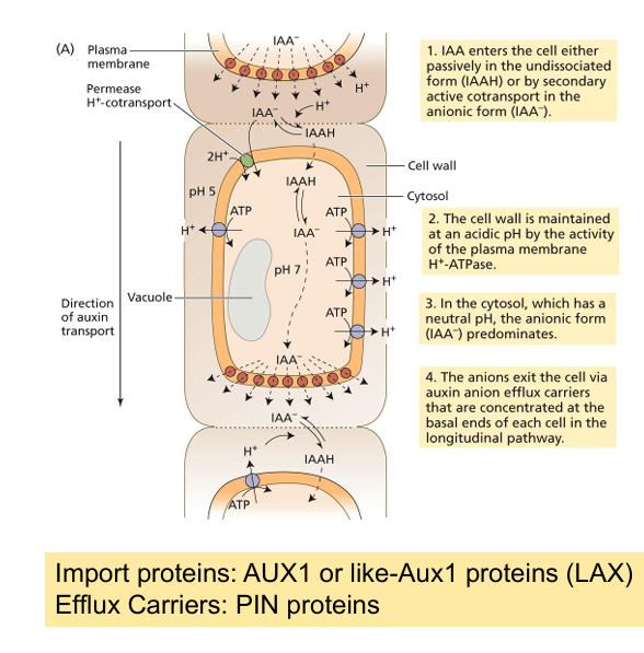 knowt flashcard image
