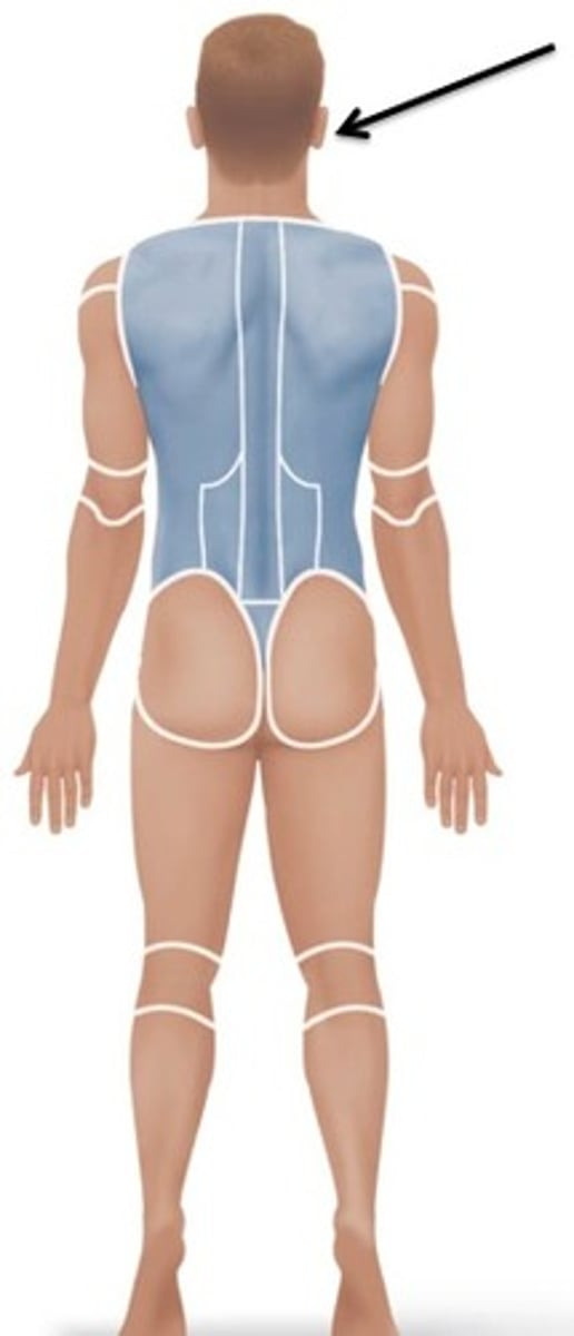 <p>Relating to the ear.</p>