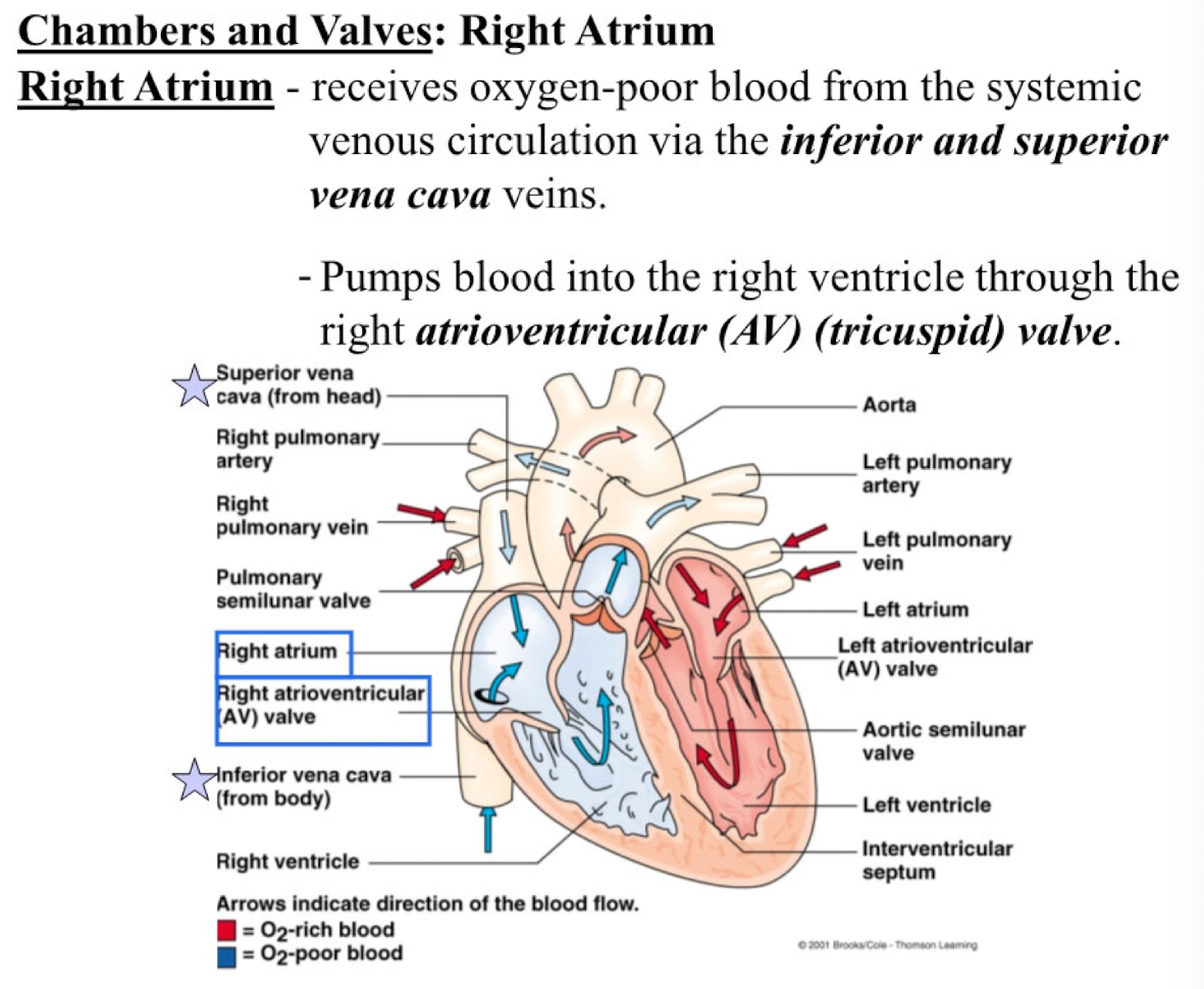 <ul><li><p>receives oxygen-poor blood from the systemic venous circulation via the inferior and superior vena cava veins</p></li><li><p>pumps blood into the right ventricle through the right atrioventricular (AV) (tricuspid) valve</p></li></ul><p></p>