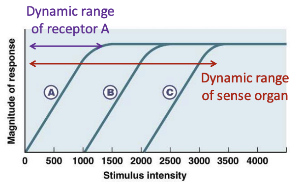 <p>____________ can work together to increase the Dynamic Range</p>