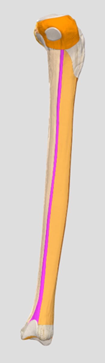 <p>margo lateralis (interosseus)</p>