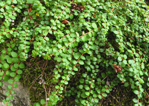 <p><em>Gaultheria hispidula</em></p>