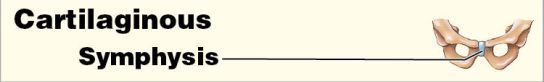 
1. Symphysis 
2. Amphiarthrosis