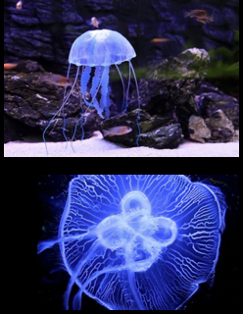 <p>Phylum: Cnidaria</p><p>Class: Scyphozoa</p><p>Genus: Aurelia</p>