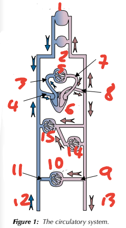 <p>Label the circulatory system (6→10, place number before blood vessel)</p>