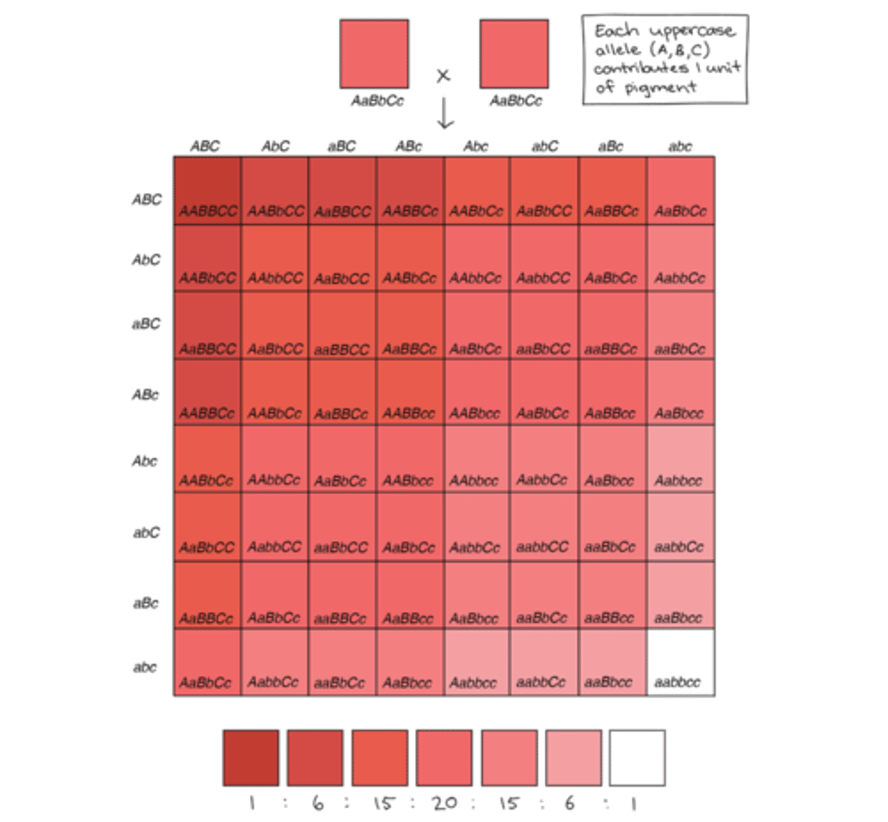 <p>polygenic inheritance</p>