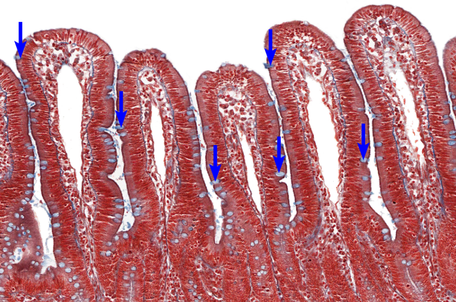 knowt flashcard image