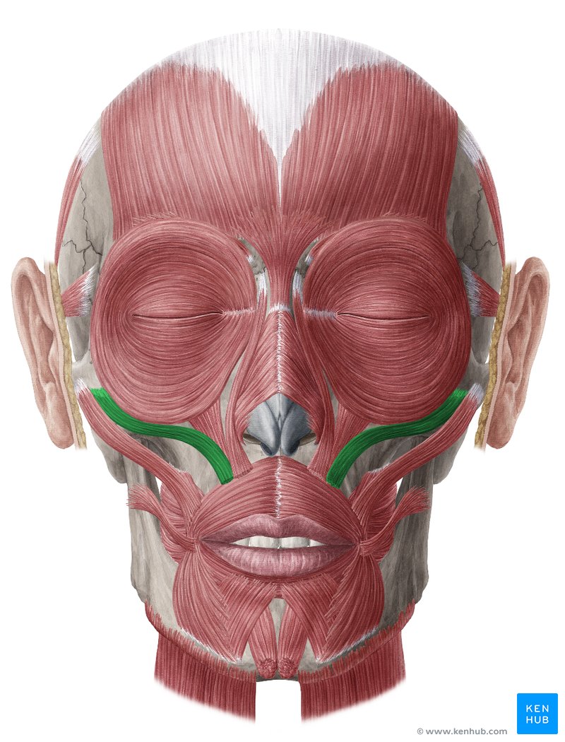<p>Runs from the zygomatic bone to the upper lip; elevates upper lip for facial expressions.</p>