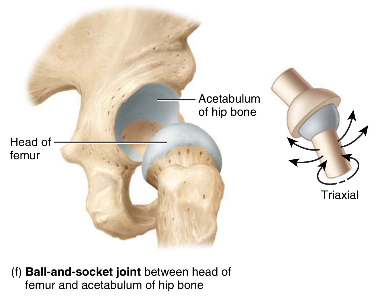 <p>type: ball-and-socket-joint&nbsp;</p><p>movement: flexion + extension, abduction + adduction, and rotation&nbsp;</p><p>location: between head of femur and acetabulum of hip bone, and humerus and scapula&nbsp;</p>