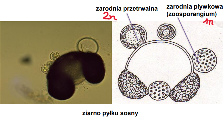 <p>-wodne, biofilm w glebie<br>-słabo rozwinięte morfologicznie<br>-plechy jednokomórkowe (monocentryczne)<br>-pasożyty lub saprotrofy (osmotrofia)<br>-dominująca faza w cyklu życiowym - 1n</p><p>-na zdj. <em>Rhizophydium pollinis-pini</em></p>