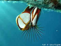 <p>-barnacles</p><p>-472 spp.</p><p>-calcareous plates surround sessile adults with bivalve carapaces<br>-some parasitic</p><p>-antennae→cement glands</p><p>-6 pairs of biramous cirri with setae</p><p>-simultaneous hermaphrodites </p>