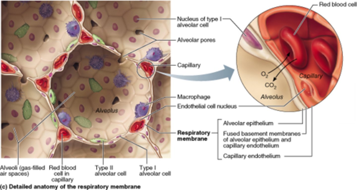 <p>The capillary walls are thin and one cell thick to optimise diffusion between the alveoli and the blood</p>