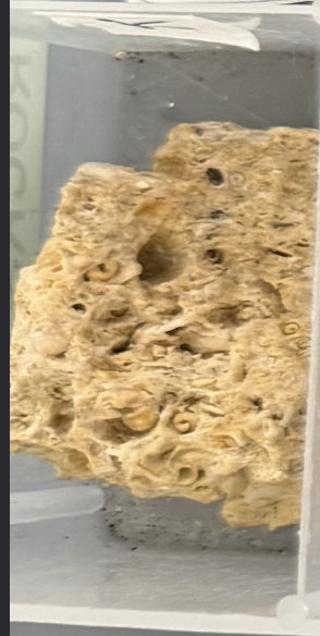 term image