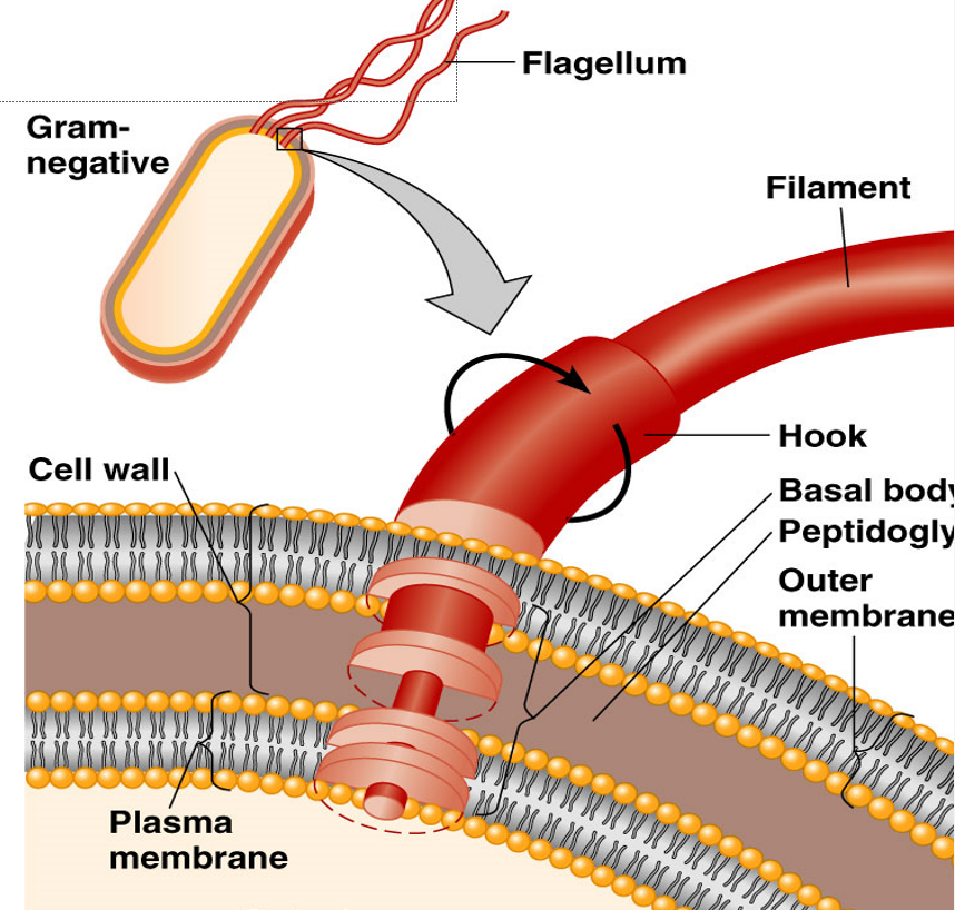 <p><span>•<u>Filament</u> made of chains of flagellin</span></p><p style="text-align: left;"><span>&nbsp; (protein subunits)</span></p><p><span>•Attached to a protein <u>hook</u></span></p><p><span>•Anchored to the wall and membrane by the <u>basal body</u></span></p>