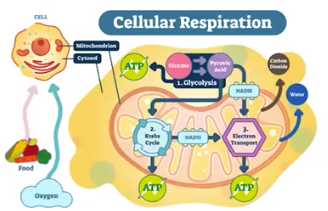 <p>Cellular Respiration </p>