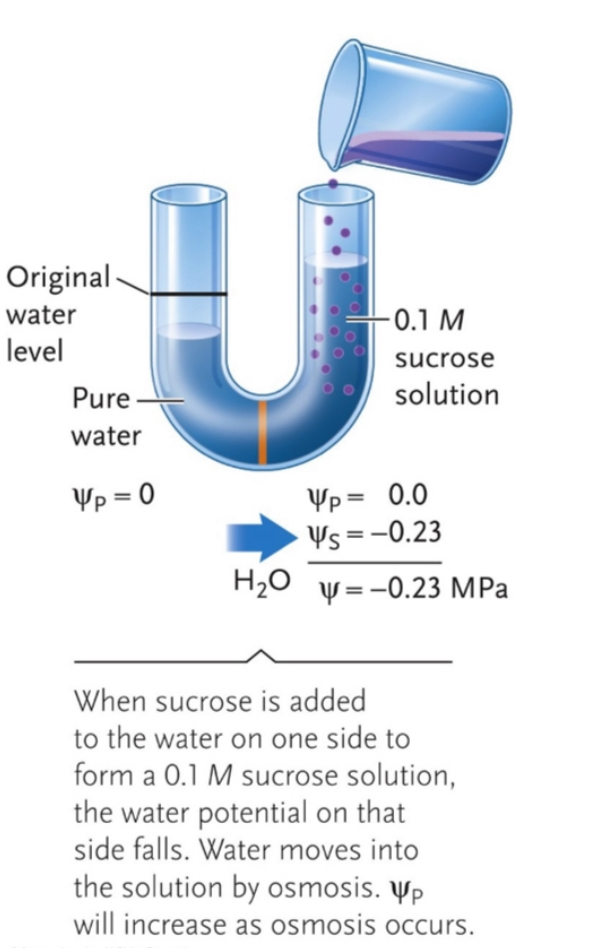 <p>Travels via osmosis (sugar lowers water potential so other side gives water to even out)</p>