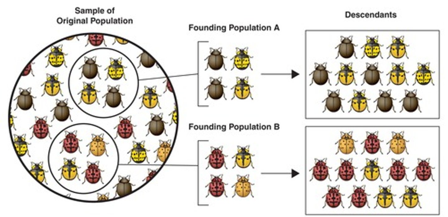 <p>A change in allele frequency that occurs in small populations as a result of random change in allele frequency due to disaster, disease or isolation</p>