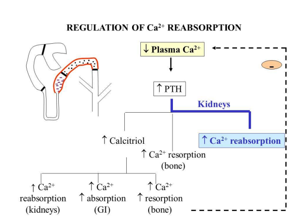 <ol><li><p>increases calcium reabsorption by the kidney </p><p></p></li></ol><ol start="2"><li><p>increases bone resorption </p><p></p></li><li><p>increases plasma calcitriol, which increases gastrointestinal absorption, bone resorption, and Ca2+ reabsorption by the kidneys.</p></li></ol><p></p>