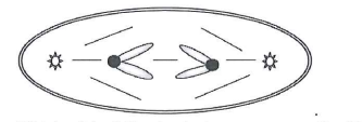 <p>The accompanying sketch depicts a cell from an organism in which 2n = 2 and each chromosome is metacentric. What stage is the cell in?</p>