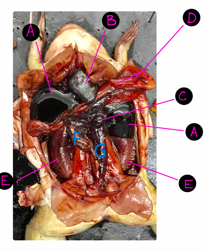 <p>Where is the kidney?</p>