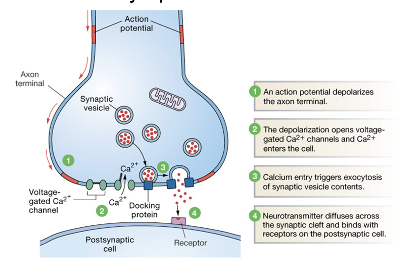 <ul><li><p><span style="font-family: Arial">Post-synaptic receptors may cause depolarization or hyperpolarization of the post-synaptic neuron.</span></p></li><li><p><span style="font-family: Arial">Transmission is terminated by diffusion, degradation or re-uptake of&nbsp; neurotransmitter.</span></p></li></ul><p></p>