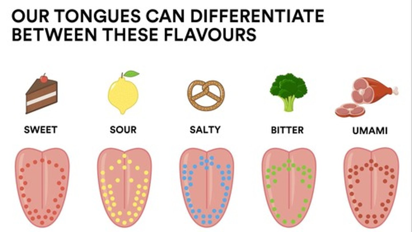 <p>Sweet, sour, salty, bitter, umami.</p>