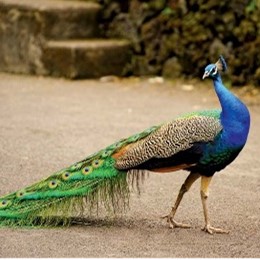 <p>Peafowl</p>