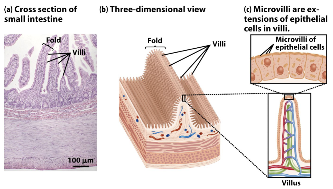 <p>Folds, Villi: Increase surface area to maximize nutrient absorption</p><p>Capillaries inside villi connect small intestine to circulatory system</p><p>Lacteals inside villi transport fat-soluble molecules to lymphatic system</p>
