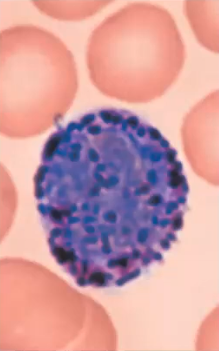 <p>A granulocyte that is 0.5-1% of the leukocyte population; Nucleus generally U or S shaped with one or two constrictions</p>