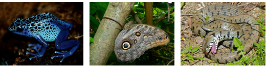 <p>Poison-Dart Frogs → Store toxins in their skin that are fatal to predators</p><p>Monarch butterflies → Absorb the toxins from milkweed plants (which they consume) making them inedible</p><p>Skunks → release noxious spray to deter predators</p><p>Leaf Insects &amp; Stick Insects → Both look like leaves and sticks, blending into the surroundings and avoiding being detected</p><p>Porcupines → Have sharp quills to discourage predators from attacking</p><p>Armadillos → Have thick armor to prevent predators from penetrating it</p><p>Fish &amp; Zebras → Group together to reduce the risk of getting caught individually</p><p>Gazelles &amp; Antelopes → Rapidly sprint and have unpredictable movements to evade predators</p><p>Rabbits → Run into burrows when they detect the shadows of a predator</p><p>Desert Rodents (like the Kangaroo Rat) → Stay underground during the day and only come out at night</p><p>Seagulls → Use alarm calls and group together to attack predators and drive them away</p><p>Some opossums, snakes, and sharks → Will play dead so that predators lose interest</p><p>Harlequin Filefish → Absorb the scent of corals to prevent detection from predators</p><p>Owl Butterflies → Display wing patterns that look just like owl eyes, to deter attackers</p><p>Crabs &amp; Other Crustaceans → Have a tough exoskeleton that acts as armor against attacks</p>