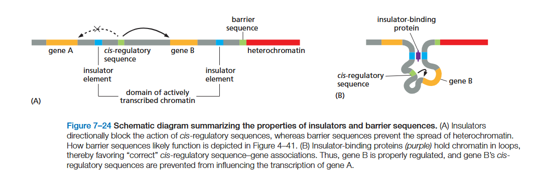 <p>Insulators function by forming loops of chromatin, an effect mediated by specialized proteins that bind them (see Figures 4–48 and 7–24B). The loops hold a gene and its control region in rough proximity and help to prevent the control region from “spilling over” to adjacent genes.</p>