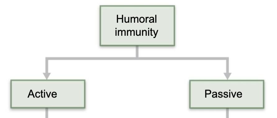 <ul><li><p><span style="color: red;"><strong>Occurs when B cells encounter antigens and produce specific antibodies against them </strong></span></p></li><li><p><strong>Two types:</strong></p><ol><li><p><strong>Naturally acquired</strong></p></li><li><p><strong>Artificially acquired</strong></p></li></ol></li></ul><p></p>