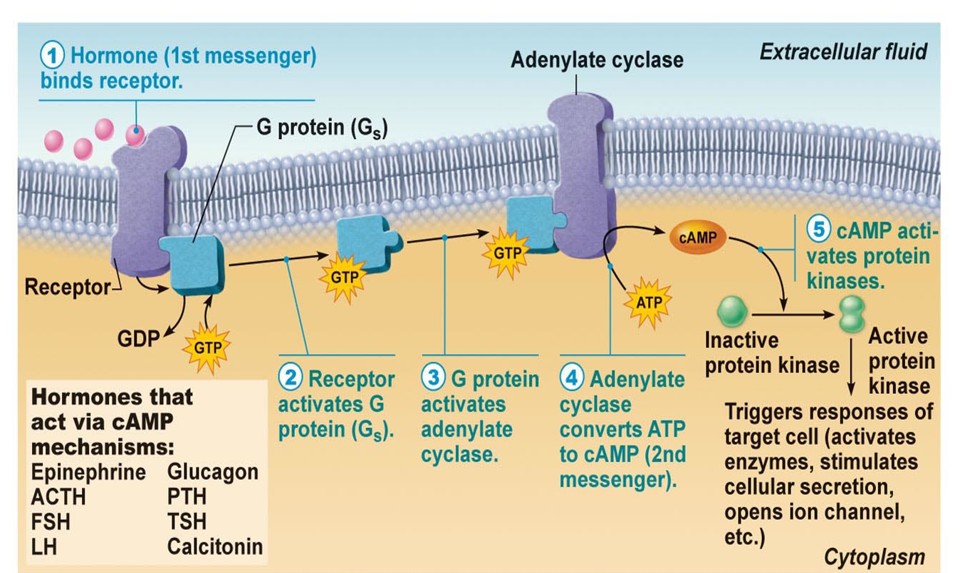 <p>what is this process?</p>