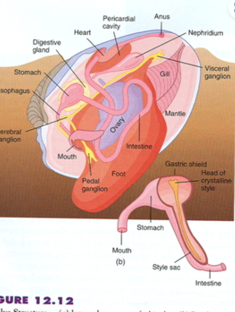 <p>Phylum Mollusca: Bivalvia General Structures</p>