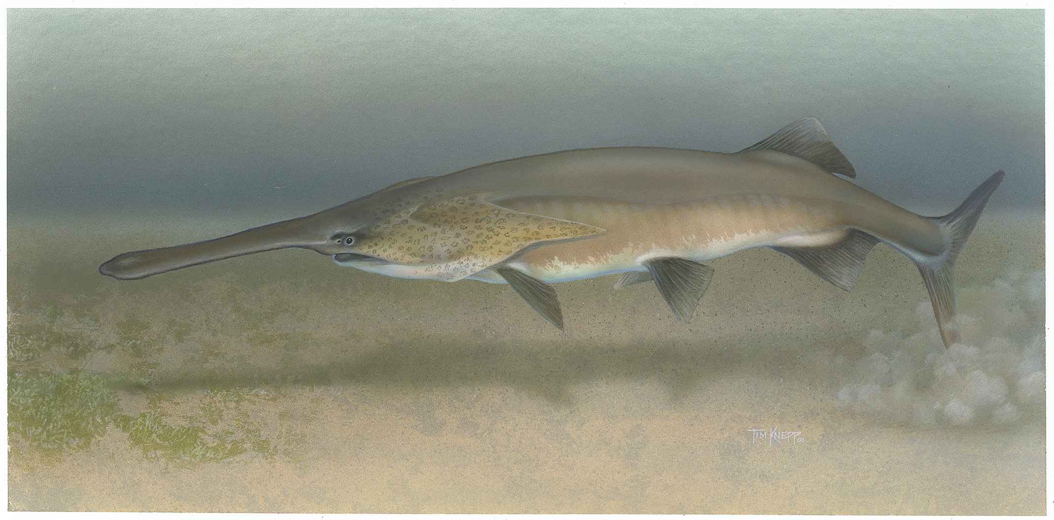 <p>Sturgeons, paddlefish </p><ul><li><p>Have spiracles</p></li><li><p>Secondary cartilaginous skeletons</p></li><li><p>Most lack ganoid scales (except for sturgeons, which have enlarged scutes in lateral rows along the body)</p></li></ul><p></p>